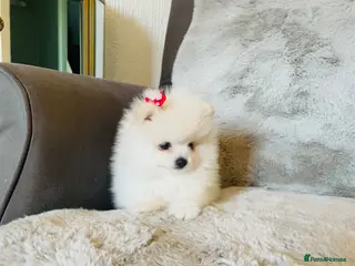 Pomeranian dogs Stunning Kc Teddy Bear Pomeranian pups - Advert 1