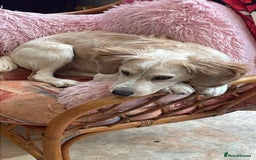 Mixed Breed dogs for sale: 7month boy golden retriever spaniel sam - Image 9