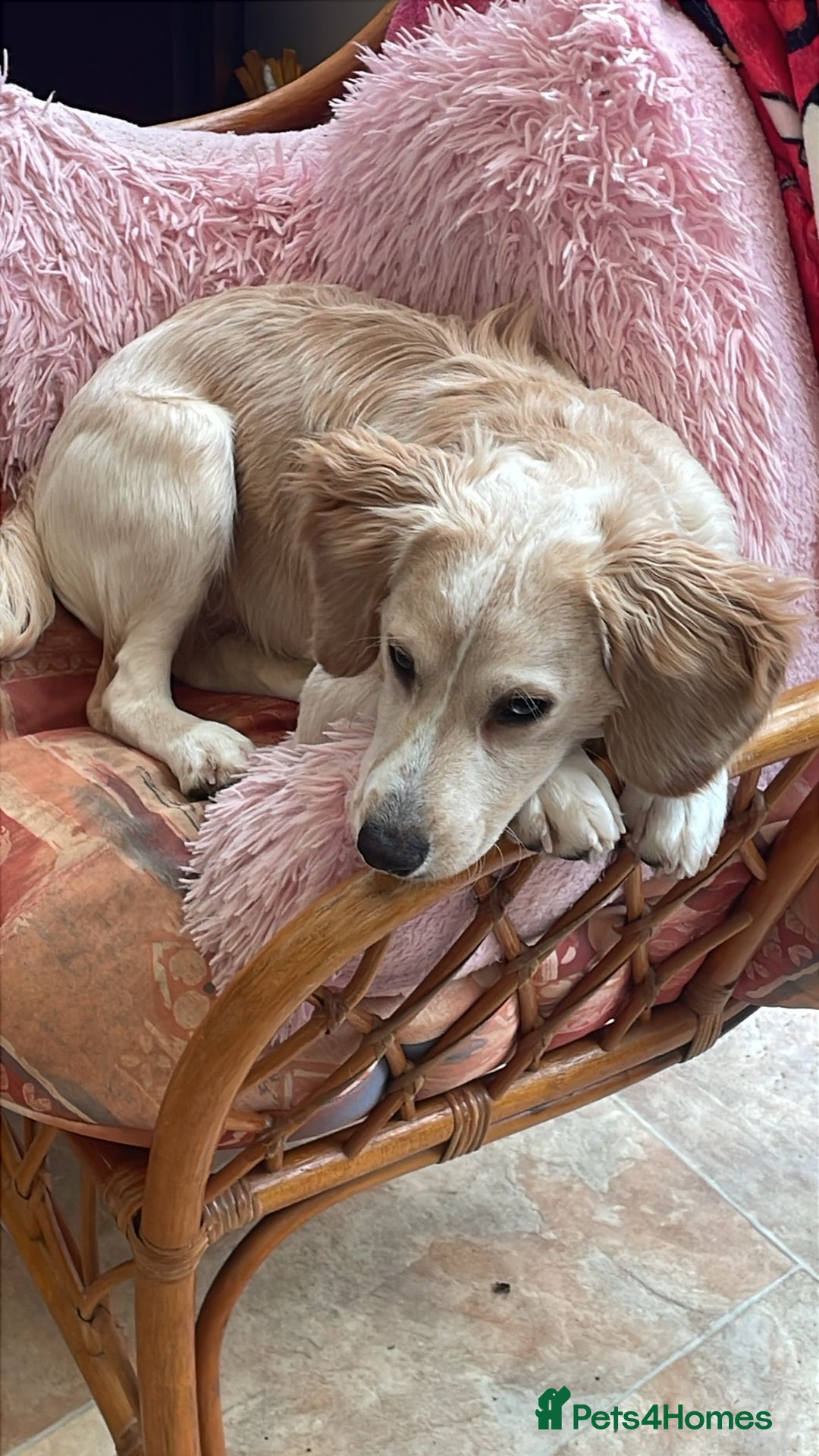 Mixed Breed dogs for sale: 7month boy golden retriever spaniel sam - Image 9