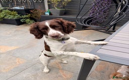 English Springer Spaniel dogs for stud: Springer spaniel Maccer for stud duties - Image 4