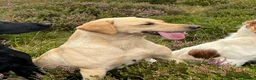Labrador Retriever dogs for sale: Yellow Labrador bitch pup for sale. in Sanquhar - Advert 4