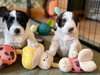 Miniature Schnauzer dogs 🩷Chocolate Parti 💙 Black & White Mini Schnauzer - Advert 3