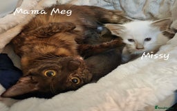 Balinese cats for sale: Beautiful Chocolate Oriental Longhairs  - Image 5