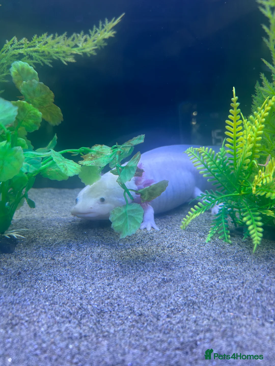 Axolotl reptiles for sale: Male pink Axolotl for sale .  - Advert 3