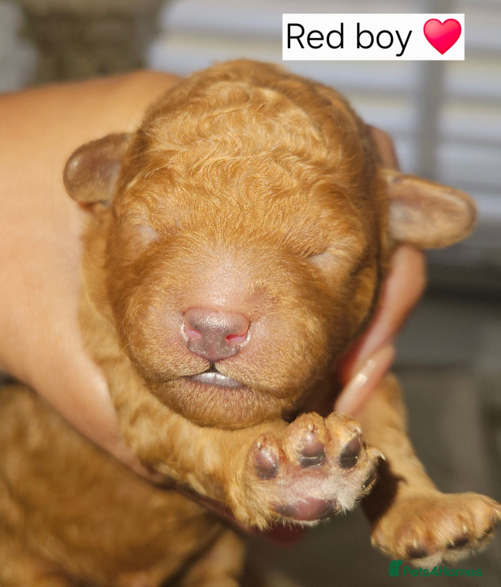 Toy Poodle dogs Licensed breeder, kc dna clear tiny toy poodles - Advert 1
