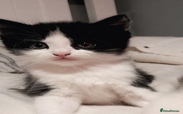 British Shorthair cats for sale: Kittens - Image 1