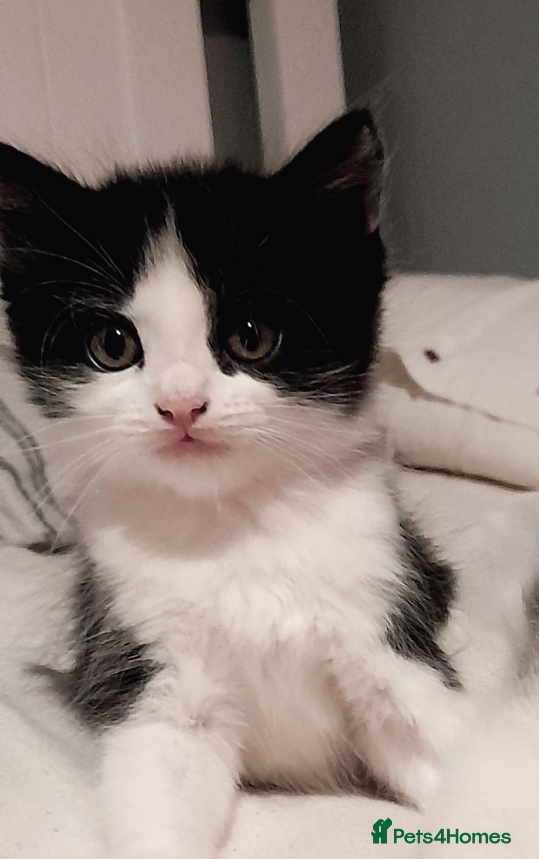 British Shorthair cats for sale: Kittens - Image 1
