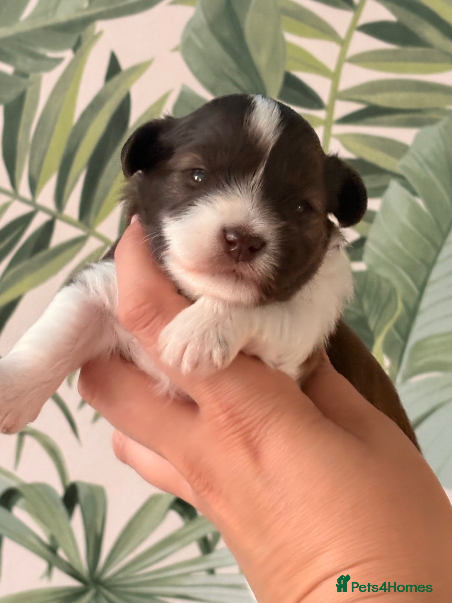 Miniature Schnauzer dogs Chocolate Parti Female Mini Schnauzers - Advert 4