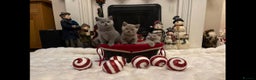 British Shorthair cats for sale: British shorthair kittens for sale ready* **  Eve* - Advert 9
