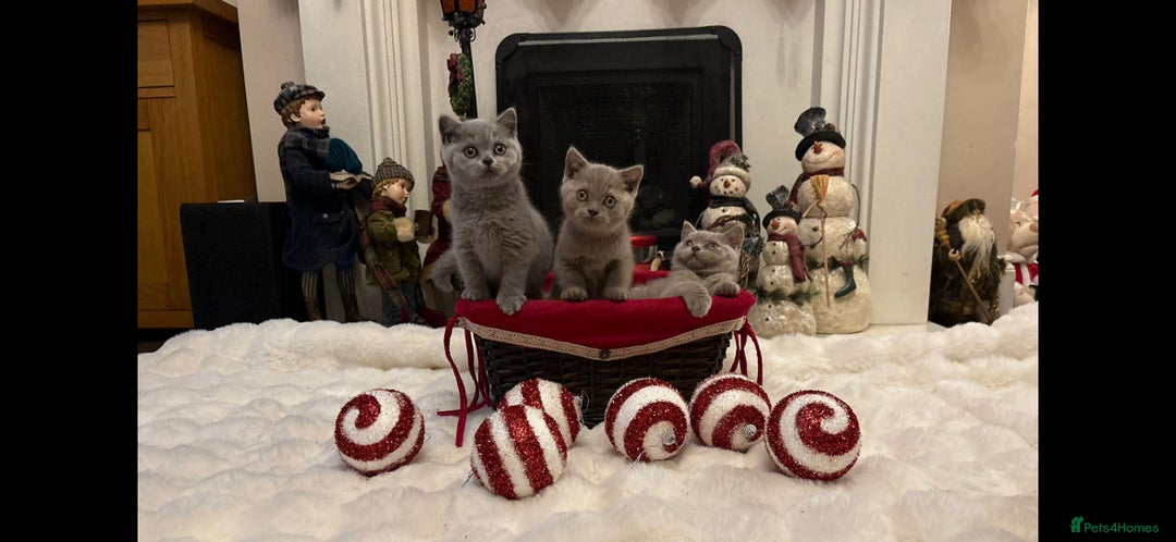 British Shorthair cats for sale: British shorthair kittens for sale ready* **  Eve* - Advert 9