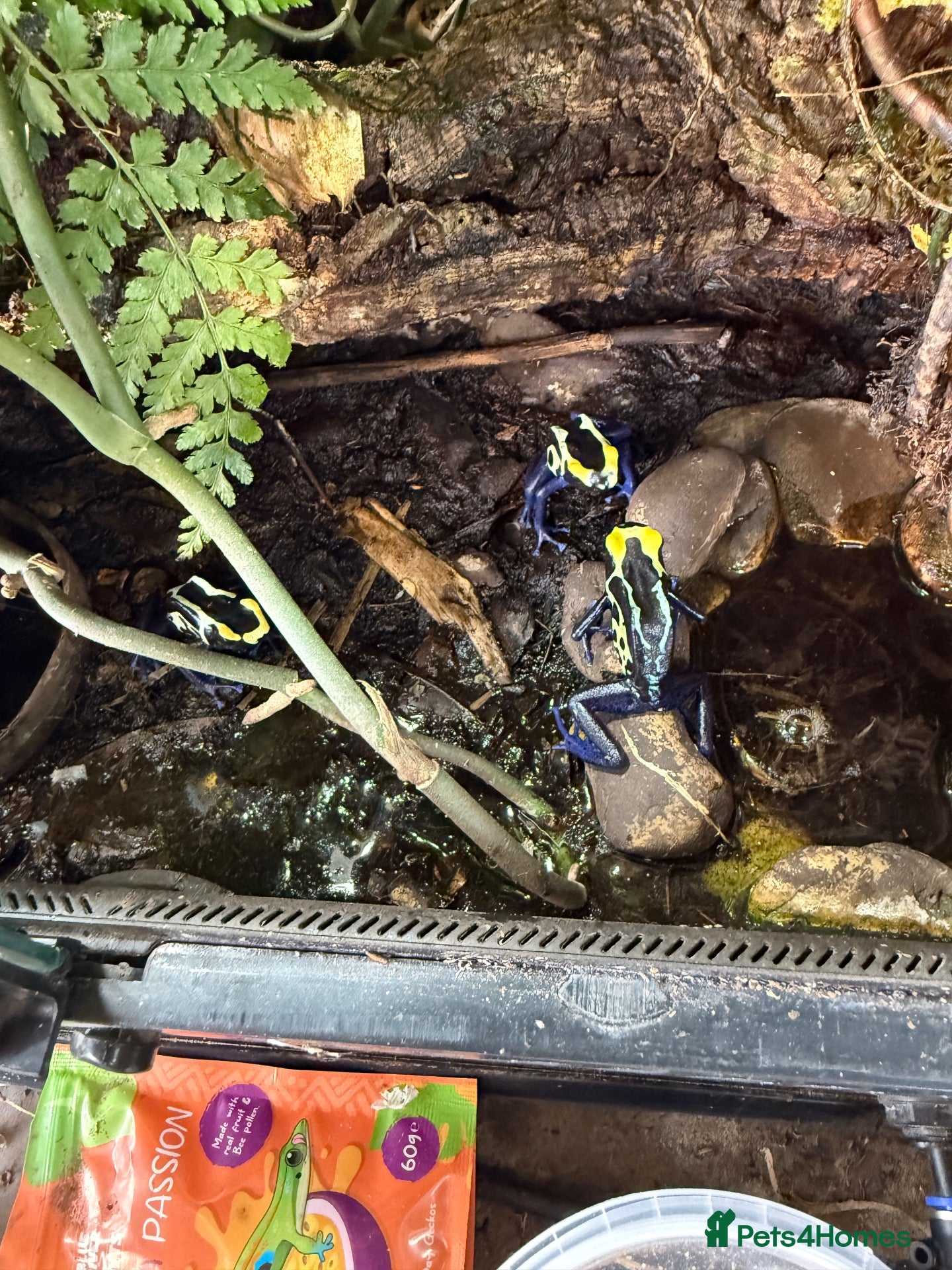 Frog reptiles cobalt dart frog Dendrobates tinctorius - Advert 2