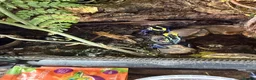 Frog reptiles for sale: cobalt dart frog Dendrobates tinctorius - Advert 2