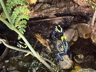 Frog reptiles cobalt dart frog Dendrobates tinctorius - Advert 2