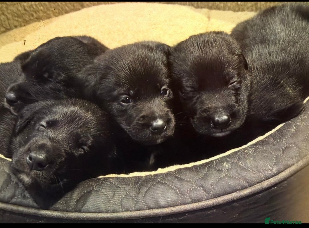 Borador dogs for sale: Perfect addition to any family 🐶🐾 - Advert 1