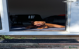 American Bully dogs for sale: Po the Pocket Bully in Buckingham - Image 4