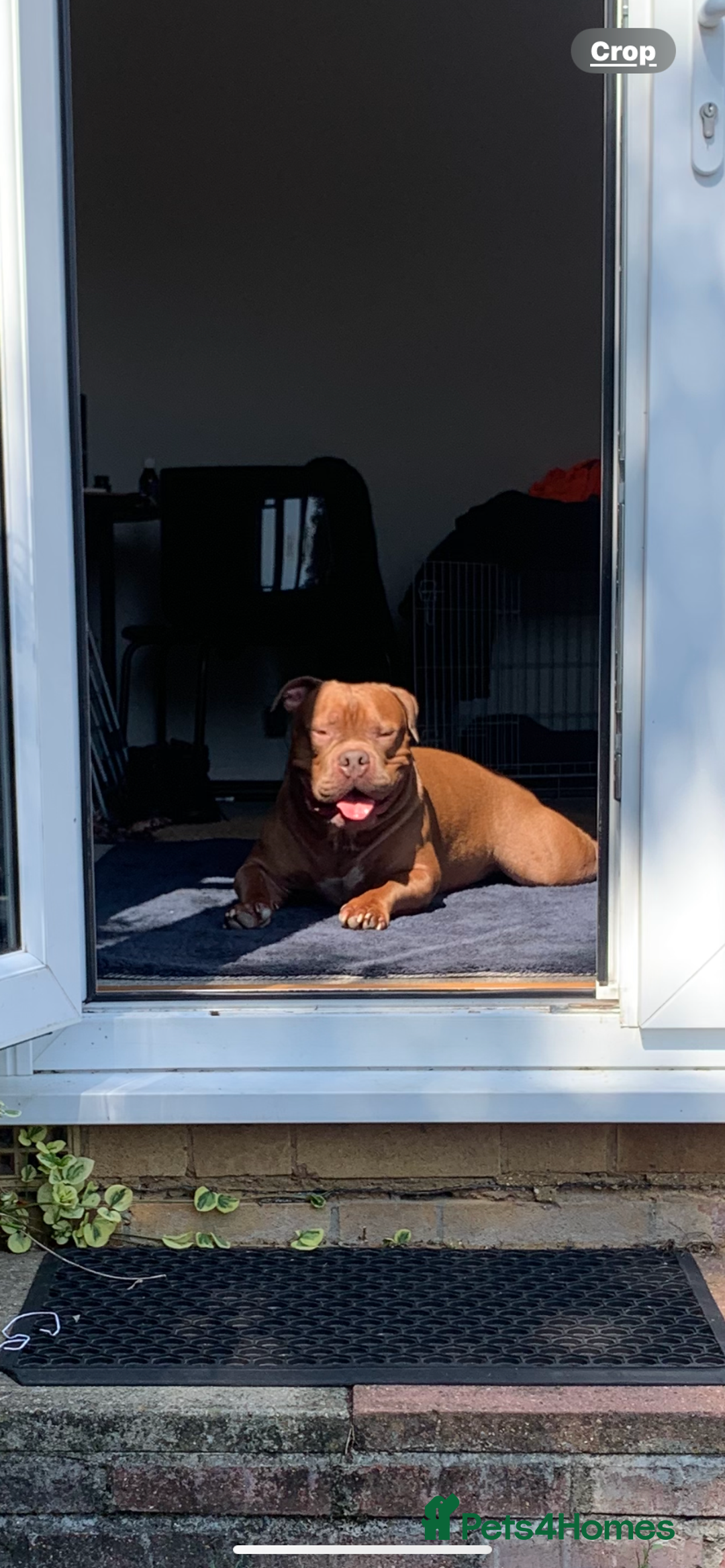 American Bully dogs for sale: Po the Pocket Bully in Buckingham - Image 4