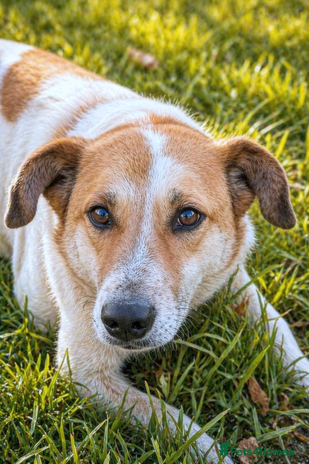 Mixed Breed dogs for adoption: 🤍 JUNIOR – a gentle soul waiting for his family - Advert 1