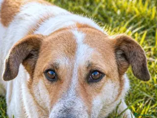 Mixed Breed dogs 🤍 JUNIOR – a gentle soul waiting for his family - Advert 5