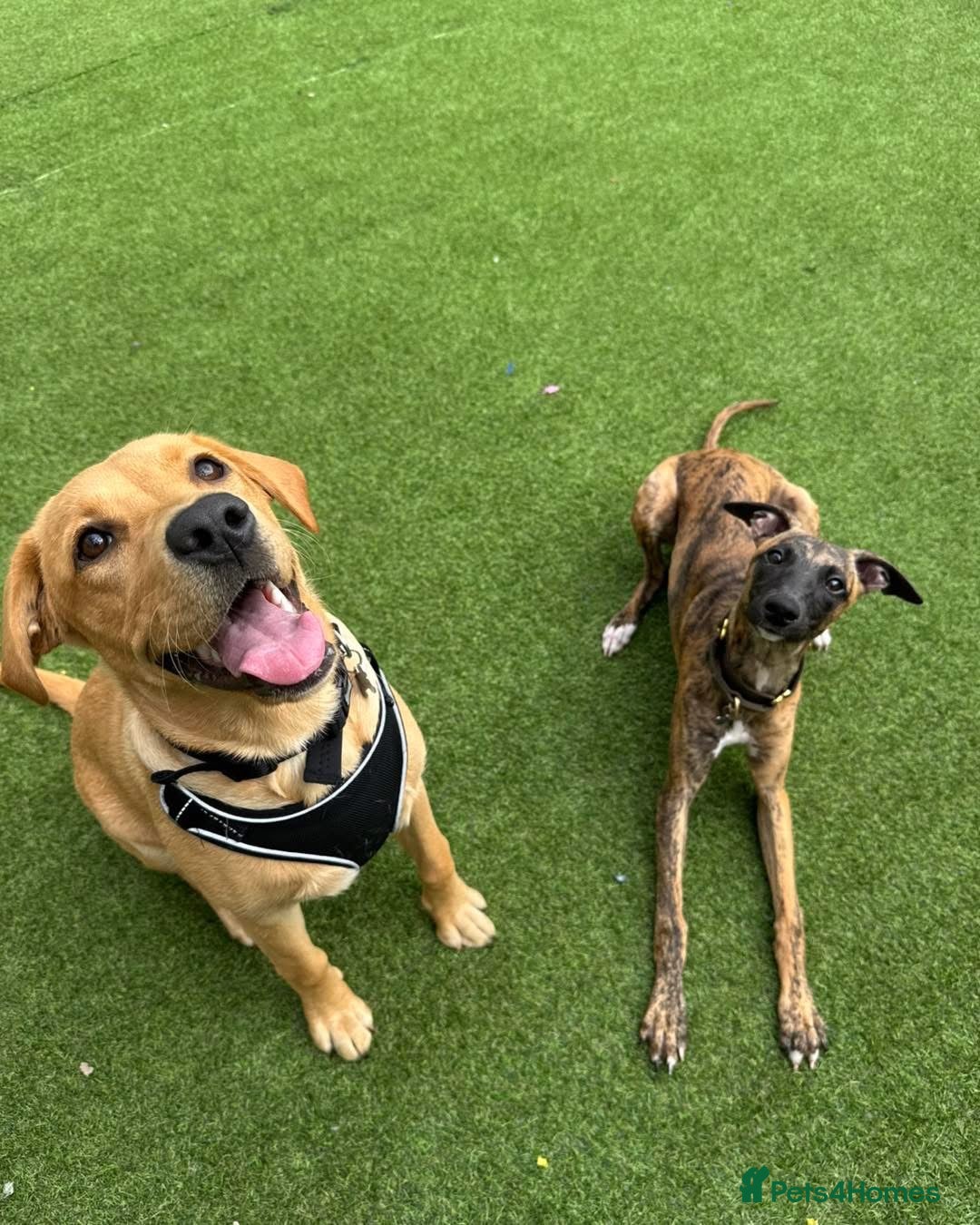 Labrador Retriever dogs for sale: 1 year old bitch Labrador  - Advert 5