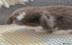 Mini Lop rabbits for sale: Minilops - Image 1