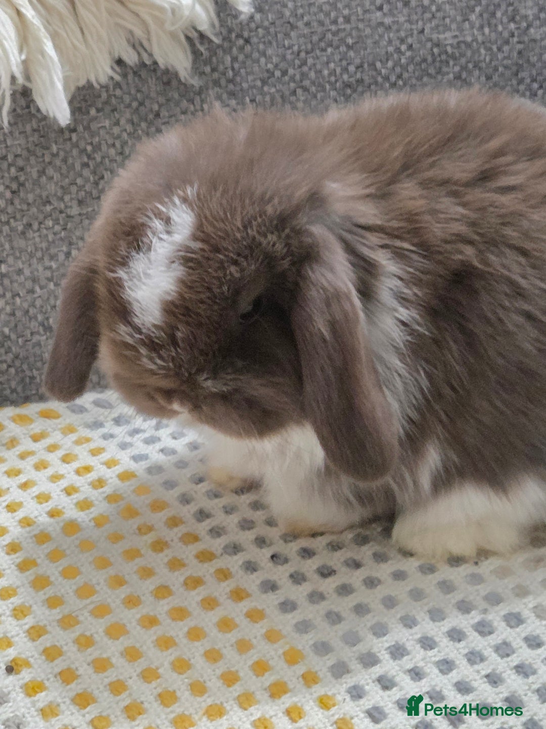Mini Lop rabbits for sale: Minilops - Image 1