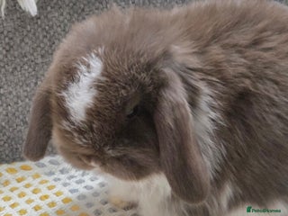 Mini Lop rabbits - Advert 1