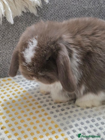 Mini Lop rabbits - Advert 1
