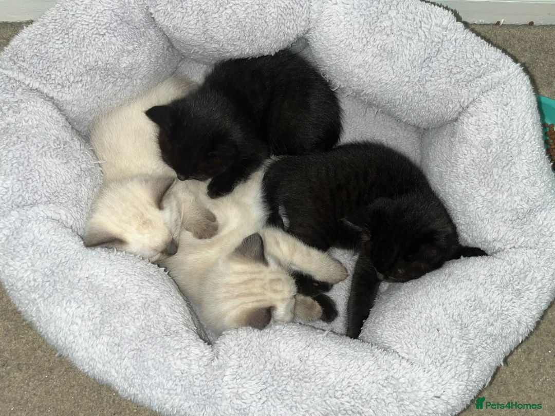 Ragamese cats for sale: 2 gorgeous purebred Ragamese boys. - Advert 2