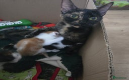 Domestic Shorthair cats for sale: Kittens  - Image 2