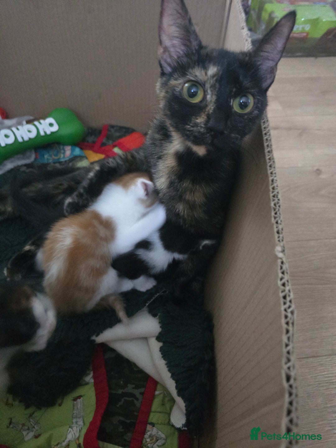 Domestic Shorthair cats for sale: Kittens  - Image 2