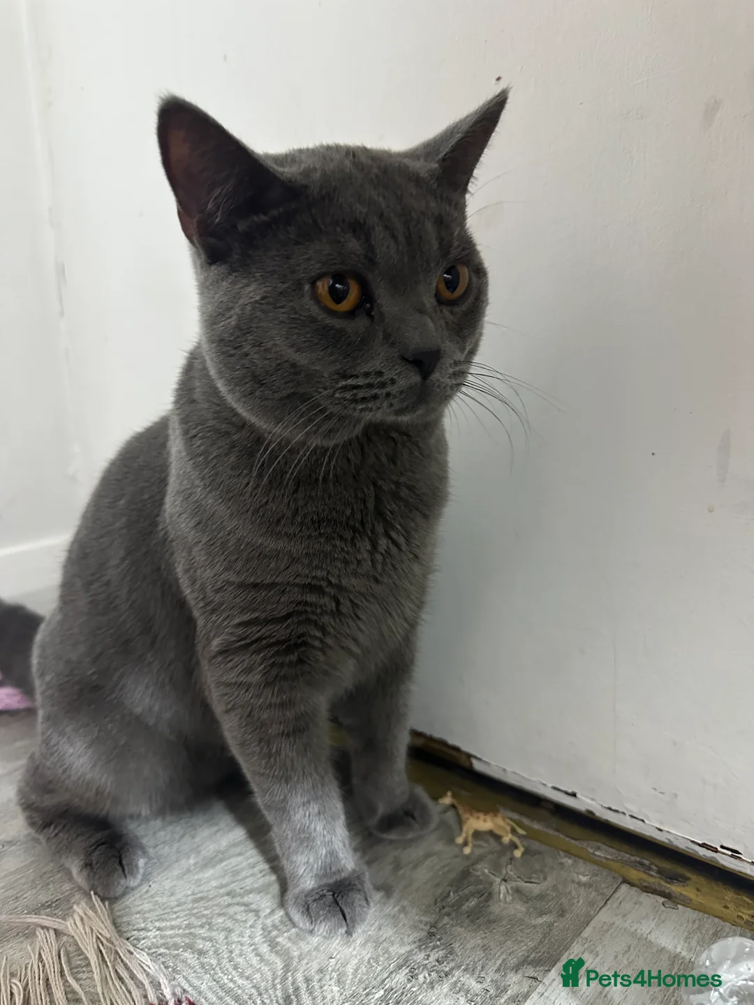 Mixed Breed cats for sale: Mom Pure pedigree ragdoll Dad pure pedigree BSH  - Advert 2