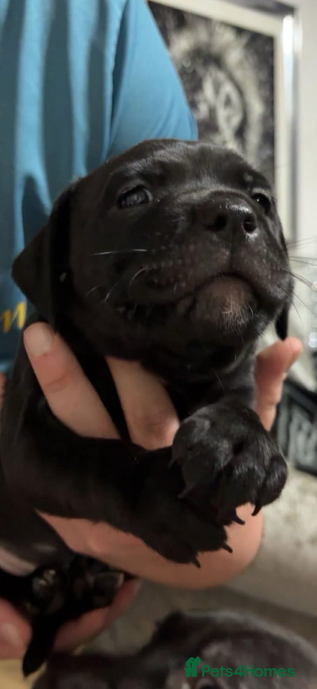 Staffordshire Bull Terrier dogs for sale: Black staffy girl  - Advert 1