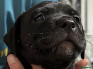 Staffordshire Bull Terrier dogs Black staffy girl - Advert 1