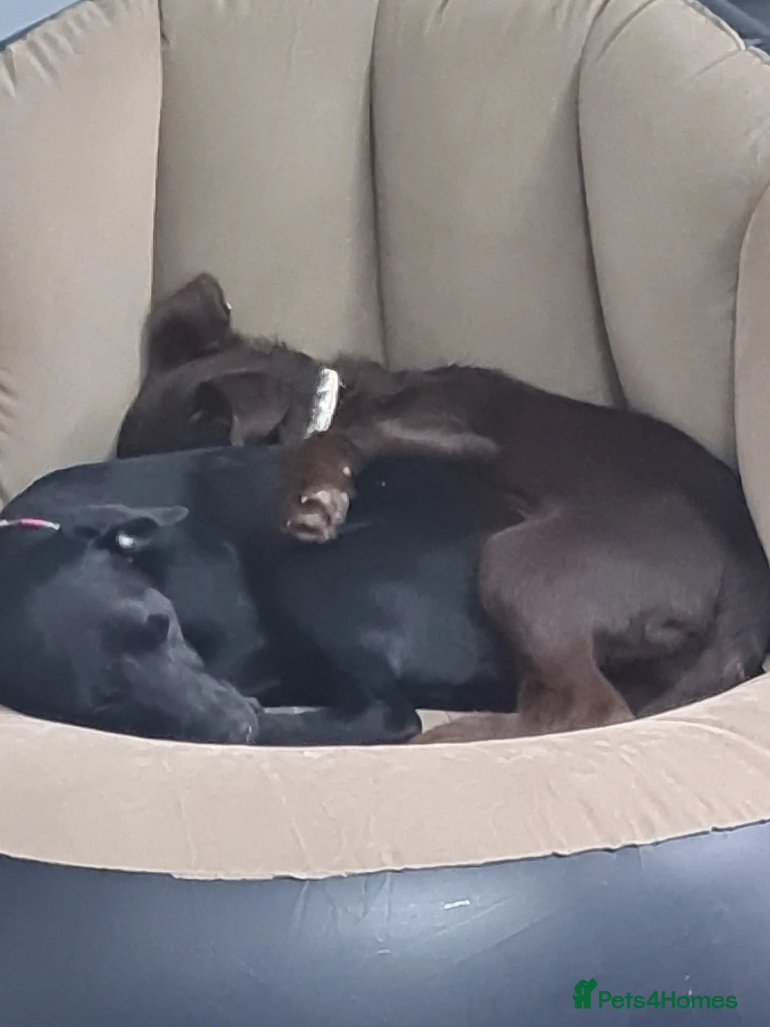 Patterdale Terrier dogs for sale: Female Paterdale Terrier 7 months old - Advert 6