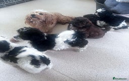Shihpoo dogs for sale: 4 girl miniature poodle x shih tzu puppies  - Image 5
