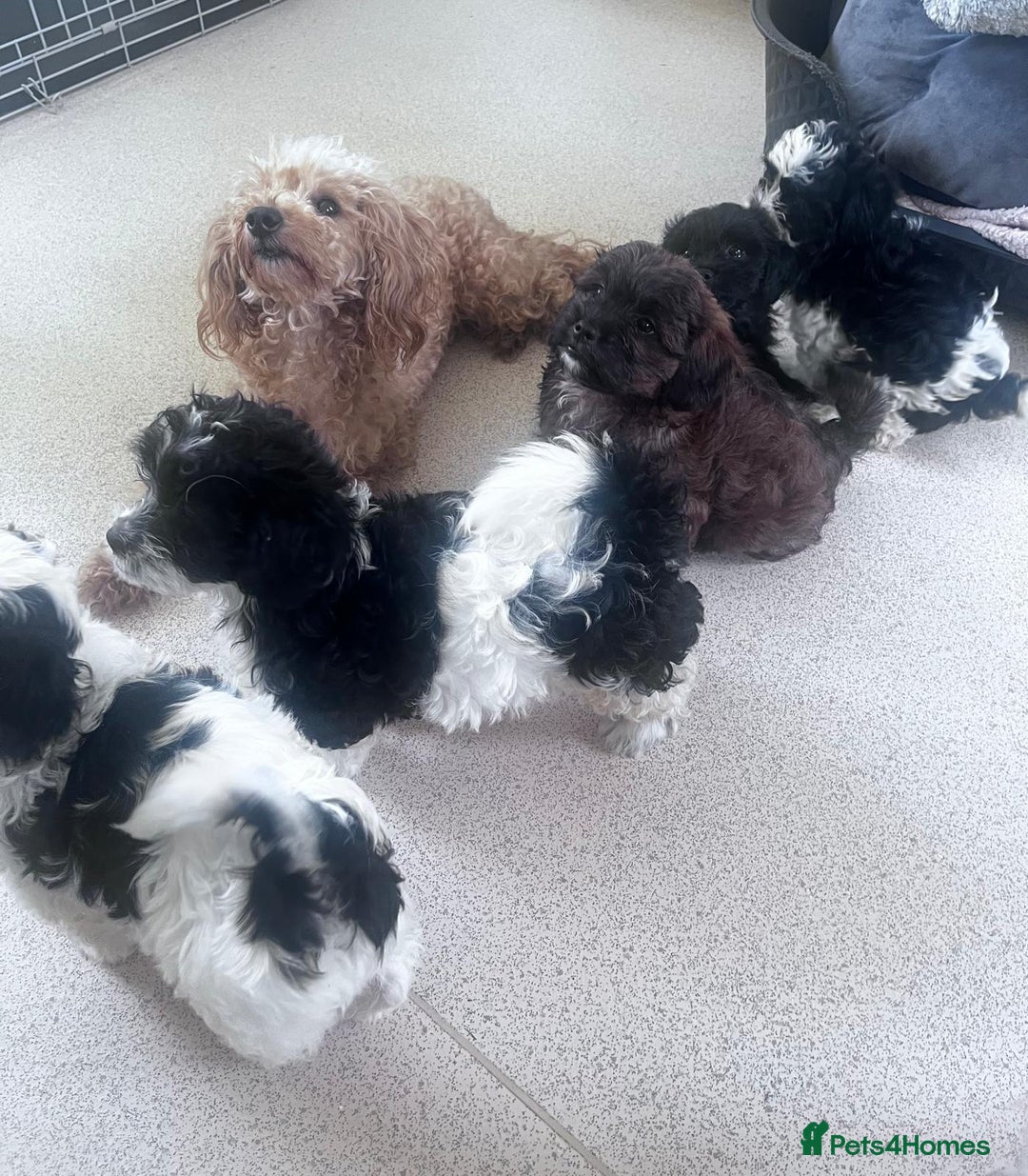 Shihpoo dogs for sale: 4 girl miniature poodle x shih tzu puppies  - Image 5
