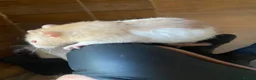 Rat rodents for sale: 6 male rats for sale  - Advert 3