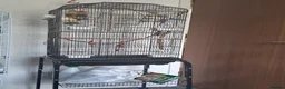Budgerigars birds for sale: Budgie and cage in Hartlepool - Advert 3