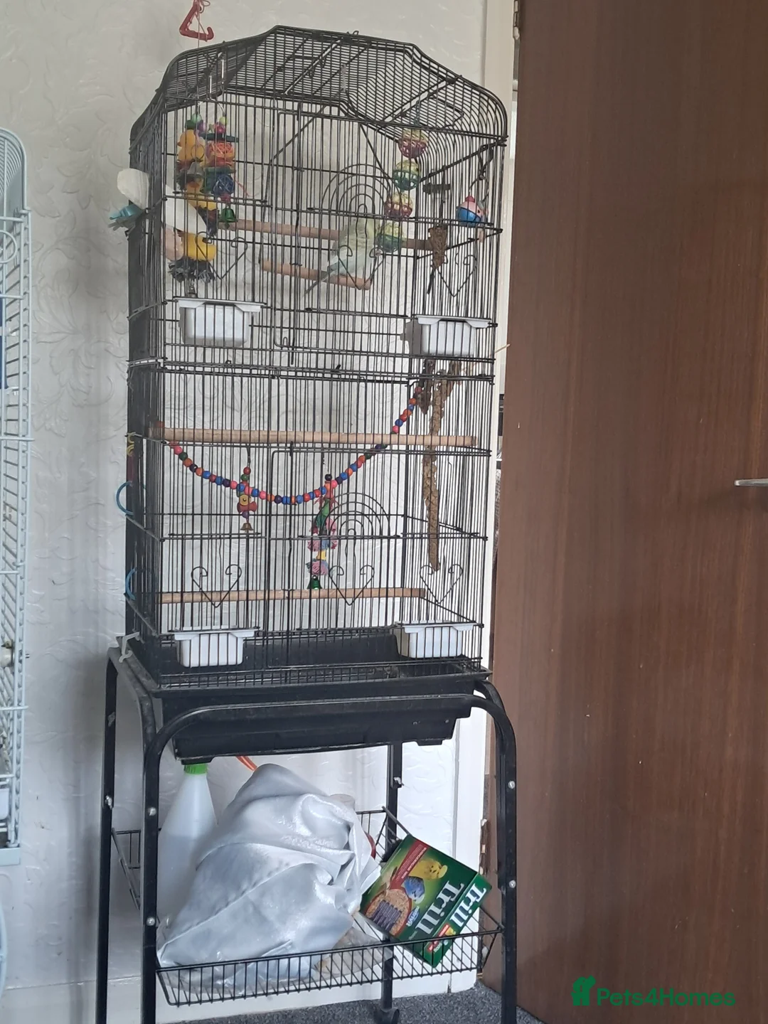 Budgerigars birds for sale: Budgie and cage in Hartlepool - Advert 3