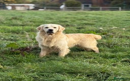 Golden Retriever dogs for stud: ⭐️ KC health tested chunky boy ⭐️ in Leicester - Image 1