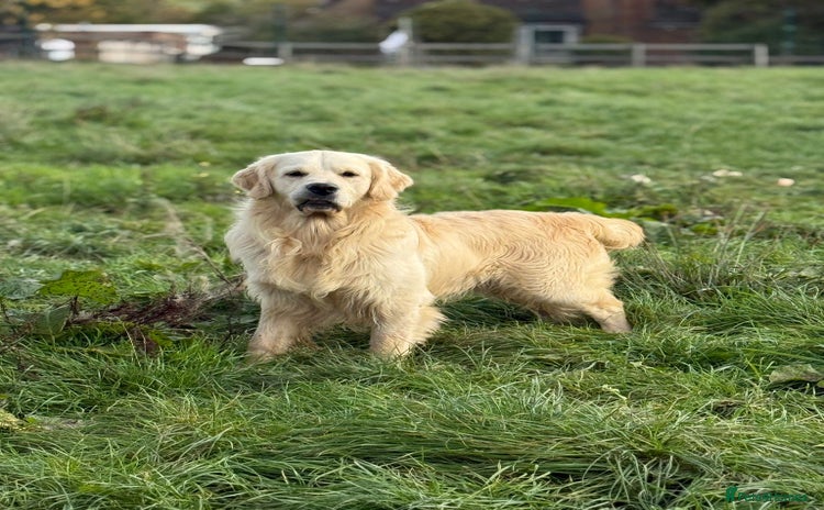 Golden Retriever dogs in Leicester - Advert 4