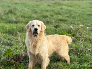 Golden Retriever dogs in Leicester - Advert 21