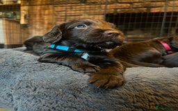 Cocker Spaniel dogs for sale: Working Cocker Spaniel Puppies - Image 11
