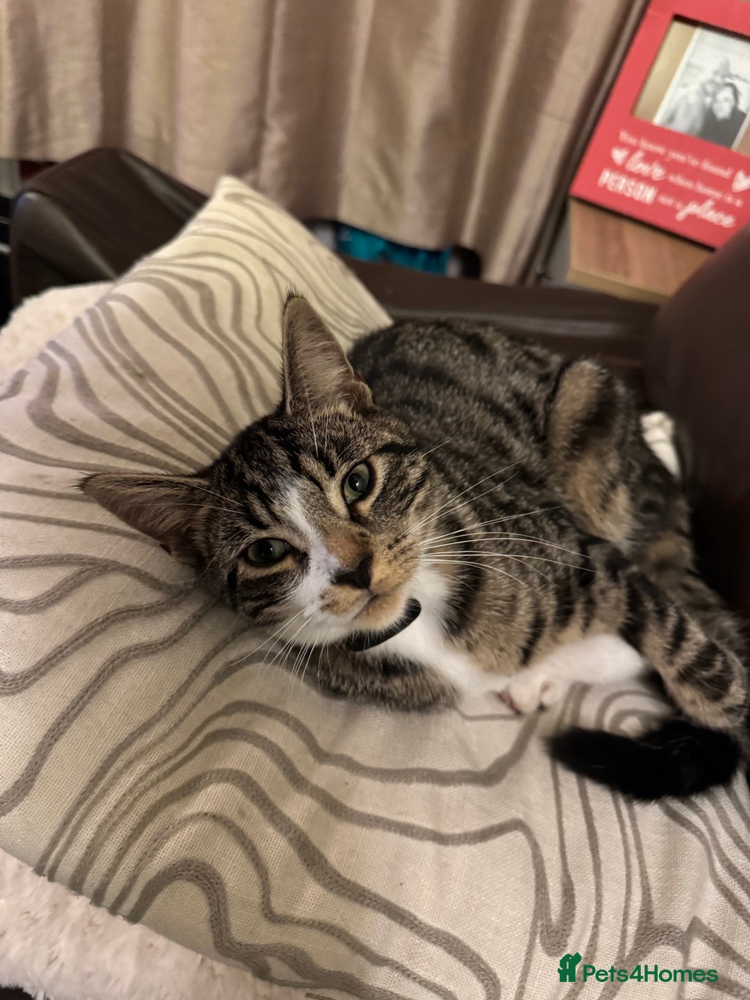 Mixed Breed cats for sale: Gorgeous kittens  - Image 13