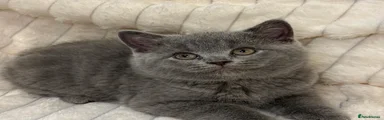 British Shorthair Kitten 1