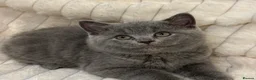 British Shorthair cats for sale: Beautiful BSH kittens  in London - Advert 11