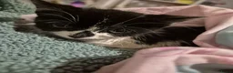 Mixed Breed cats for sale: 9 week old female kitten - Advert 4
