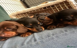 Miniature Dachshund dogs for sale: Miniature Smooth Dachshund puppies  - Image 2