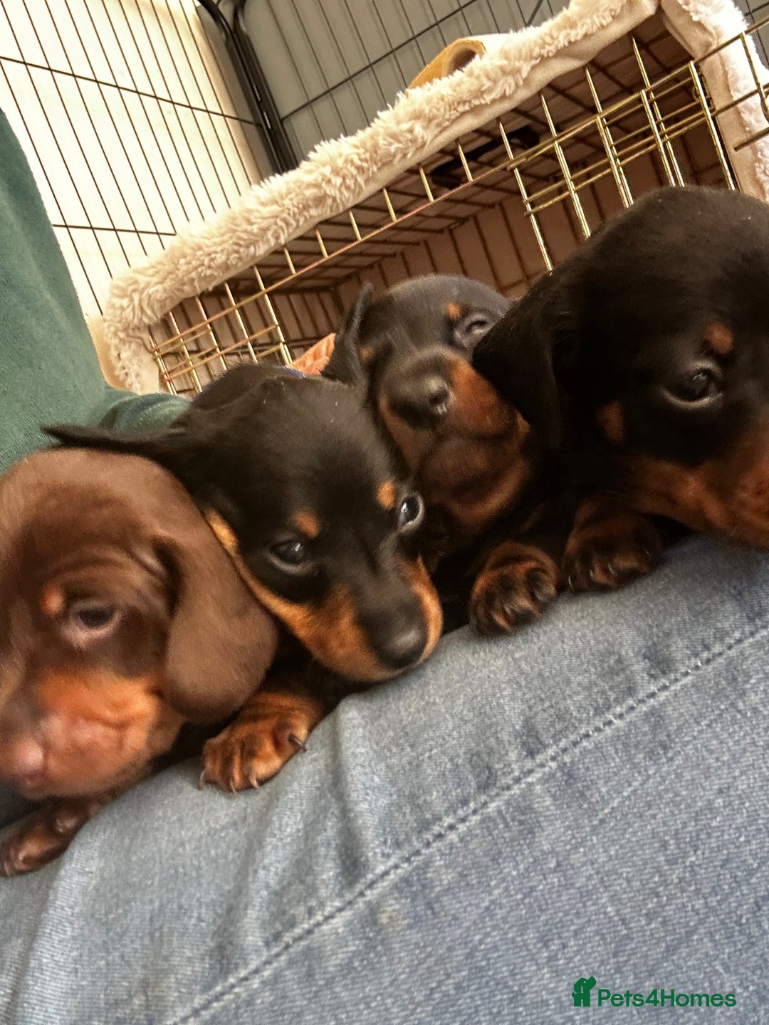 Miniature Dachshund dogs for sale: Miniature Smooth Dachshund puppies  - Image 2