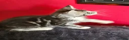 Maine Coon cats for sale: 2 stunning Mainecoon kittens  - Advert 6